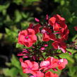 Plamenka latnatá 'Flame Coral' - Phlox paniculata 'Flame Coral'