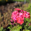 Plamenka latnatá 'Flame Coral' - Phlox paniculata 'Flame Coral'