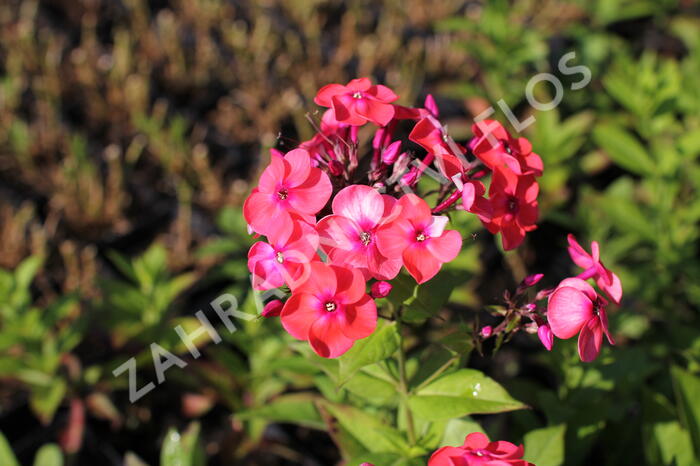 Plamenka latnatá 'Flame Coral' - Phlox paniculata 'Flame Coral'