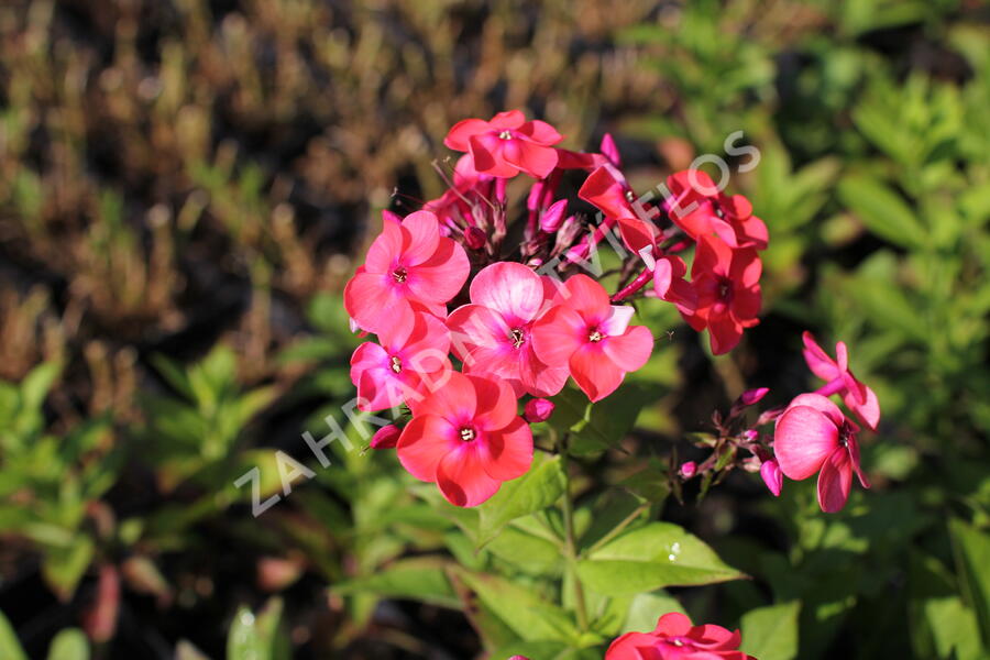 Plamenka latnatá 'Flame Coral' - Phlox paniculata 'Flame Coral'