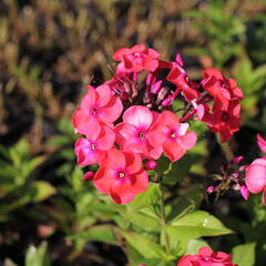 Plamenka latnatá 'Flame Coral' - Phlox paniculata 'Flame Coral'