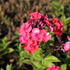 Phlox paniculata 'Flame Coral'.JPG