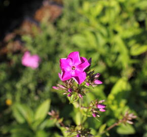 Plamenka latnatá 'Adessa Special Pink' - Phlox paniculata 'Adessa Special Pink'