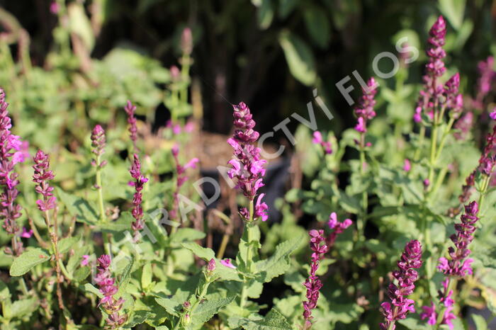 Šalvěj hajní růžová - Salvia nemorosa rose