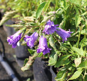 Zvonek kopřivolistý 'Bernice' - Campanula trachelium 'Bernice'