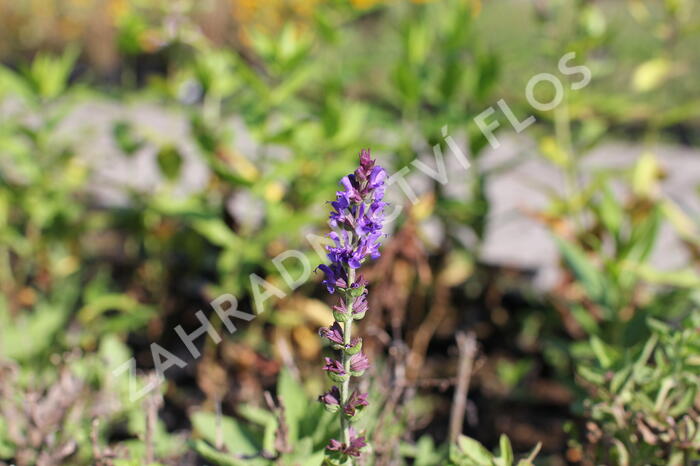 Šalvěj hajní modrá - Salvia nemorosa blue