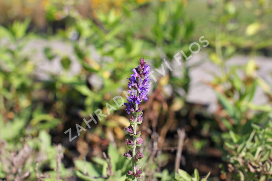 Šalvěj hajní modrá - Salvia nemorosa blue