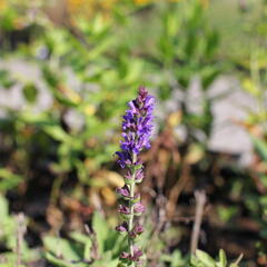 Šalvěj hajní modrá - Salvia nemorosa blue