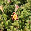 Kejklířka 'Tigrinus Grandiflorus' - Mimulus luteus 'Tigrinus Grandiflorus'