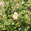 Kejklířka 'Tigrinus Grandiflorus' - Mimulus luteus 'Tigrinus Grandiflorus'