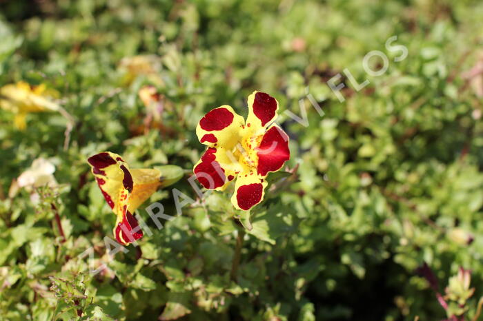 Kejklířka 'Tigrinus Grandiflorus' - Mimulus luteus 'Tigrinus Grandiflorus'