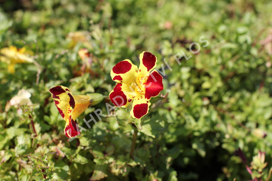 Kejklířka 'Tigrinus Grandiflorus' - Mimulus luteus 'Tigrinus Grandiflorus'