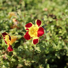 Kejklířka 'Tigrinus Grandiflorus' - Mimulus luteus 'Tigrinus Grandiflorus'