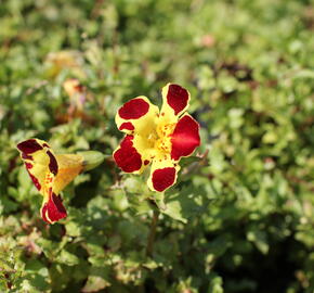 Kejklířka 'Tigrinus Grandiflorus' - Mimulus luteus 'Tigrinus Grandiflorus'