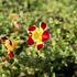 Mimulus luteus 'Tigrinus Grandiflorus'.JPG