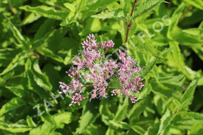 Sadec skvrnitý 'Atropurpureum' - Eupatorium maculatum 'Atropurpureum'