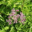 Sadec skvrnitý 'Atropurpureum' - Eupatorium maculatum 'Atropurpureum'