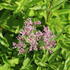 Eupatorium maculatum 'Atropurpureum'.JPG