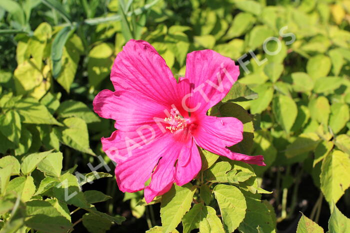 Ibišek bahenní 'Nippon Rose' - Hibiscus moscheutos 'Nippon Rose'