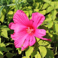 Ibišek bahenní 'Nippon Rose' - Hibiscus moscheutos 'Nippon Rose'