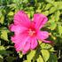 Hibiscus moscheutos 'Nippon Rose'.JPG