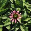 Třapatkovka nachová 'Evolution Colorific' - Echinacea purpurea 'Evolution Colorific'