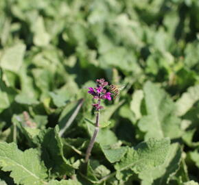 Šalvěj luční 'Royal Crimson Distinction' - Salvia pratensis 'Royal Crimson Distinction'