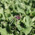 Salvia pratensis 'Royal Crimson Distinction'.JPG