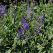 Šalvěj luční 'Rhapsody in Blue' - Salvia pratensis 'Rhapsody in Blue'