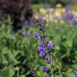 Šalvěj luční 'Rhapsody in Blue' - Salvia pratensis 'Rhapsody in Blue'