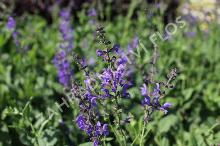 Šalvěj luční 'Rhapsody in Blue' - Salvia pratensis 'Rhapsody in Blue'