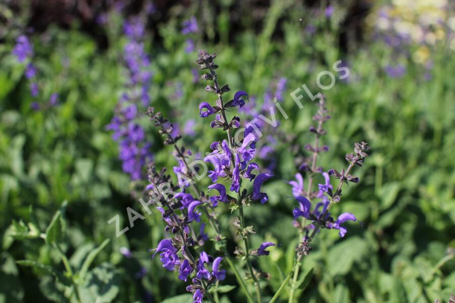 Šalvěj luční 'Rhapsody in Blue' - Salvia pratensis 'Rhapsody in Blue'