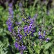 Šalvěj luční 'Rhapsody in Blue' - Salvia pratensis 'Rhapsody in Blue'