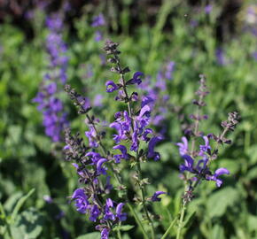 Šalvěj luční 'Rhapsody in Blue' - Salvia pratensis 'Rhapsody in Blue'