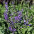 Salvia pratensis 'Rhapsody in Blue'.JPG