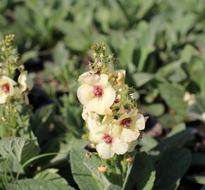 Divizna 'Jackie in Yellow' - Verbascum 'Jackie in Yellow'