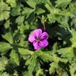 Kakost 'Mary-Anne' - Geranium wallichianum 'Mary-Anne'