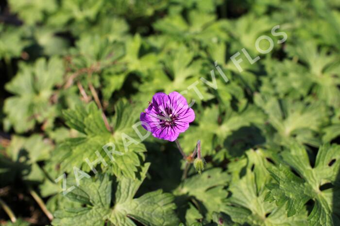 Kakost 'Mary-Anne' - Geranium wallichianum 'Mary-Anne'