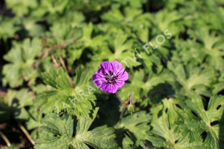 Kakost 'Mary-Anne' - Geranium wallichianum 'Mary-Anne'