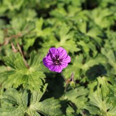 Kakost 'Mary-Anne' - Geranium wallichianum 'Mary-Anne'