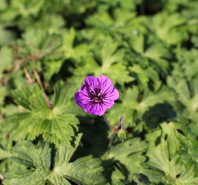 Kakost 'Mary-Anne' - Geranium wallichianum 'Mary-Anne'