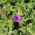 Geranium wallichianum 'Mary-Anne'.JPG