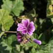 Sléz lesní - Malva sylvestris