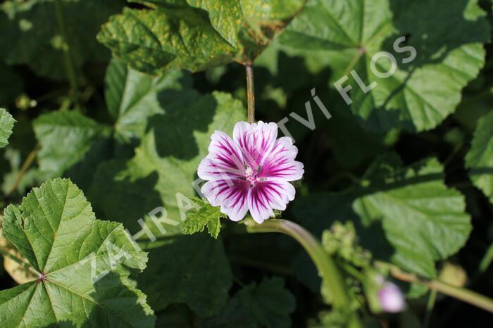 Sléz lesní - Malva sylvestris