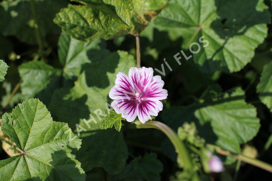 Sléz lesní - Malva sylvestris