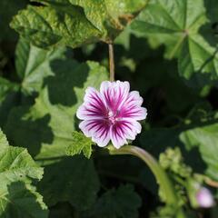 Sléz lesní - Malva sylvestris