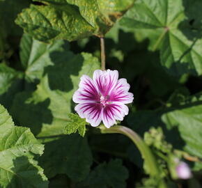 Sléz lesní - Malva sylvestris