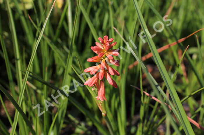 Kleopatřina jehla (mnohokvět) 'Popsicle Red Hot' - Kniphofia uvaria 'Popsicle Red Hot'