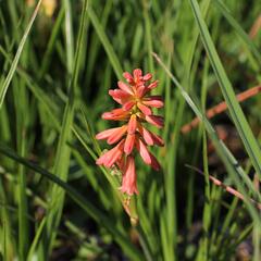 Kleopatřina jehla (mnohokvět) 'Popsicle Red Hot' - Kniphofia uvaria 'Popsicle Red Hot'