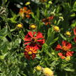 Záplevák podzimní UFO 'Betty' - Helenium 'UFO Betty'